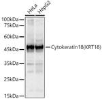 Cytokeratin 18 Antibody in Western Blot (WB)