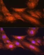 HINT1 Antibody in Immunocytochemistry (ICC/IF)