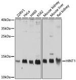 HINT1 Antibody in Western Blot (WB)