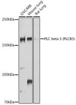 PLCB3 Antibody in Western Blot (WB)