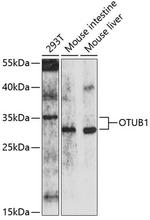 OTUB1 Polyclonal Antibody