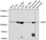 MZF1 Antibody in Western Blot (WB)