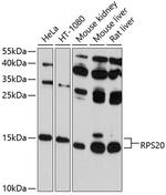 RPS20 Antibody in Western Blot (WB)