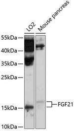 FGF21 Polyclonal Antibody
