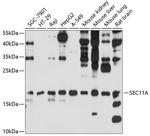 SEC11A Antibody in Western Blot (WB)