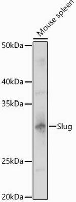 SLUG Polyclonal Antibody