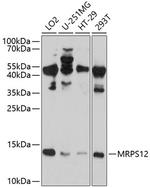MRPS12 Antibody in Western Blot (WB)