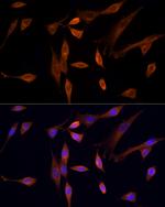 MST3 Polyclonal Antibody