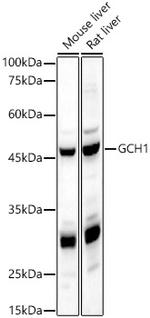 GCH1 Antibody in Western Blot (WB)