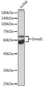 SMAD1 Polyclonal Antibody
