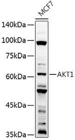 AKT1 Antibody in Western Blot (WB)