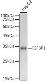 IGFBP-1 Polyclonal Antibody