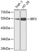 IRF3 Antibody in Western Blot (WB)