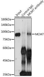 MCM7 Antibody in Immunoprecipitation (IP)