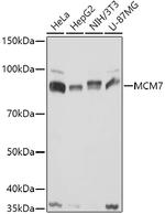 MCM7 Antibody in Western Blot (WB)