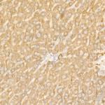 Ferritin Heavy Chain Antibody in Immunohistochemistry (Paraffin) (IHC (P))