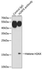Histone H2A.X Antibody in Western Blot (WB)