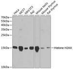 Histone H2A.X Antibody in Western Blot (WB)