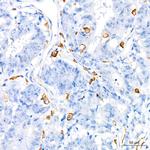 TNF alpha Antibody in Immunohistochemistry (Paraffin) (IHC (P))