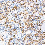 TNF alpha Antibody in Immunohistochemistry (Paraffin) (IHC (P))