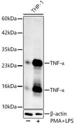 TNF alpha Antibody in Western Blot (WB)