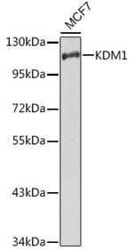LSD1 Polyclonal Antibody