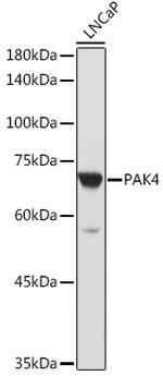 PAK4 Antibody in Western Blot (WB)