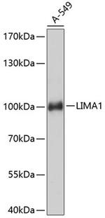 EPLIN Polyclonal Antibody