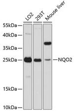 NQO2 Polyclonal Antibody