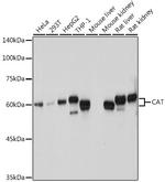 Catalase Polyclonal Antibody