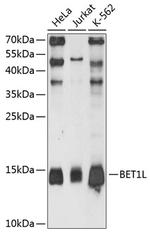 BET1L Polyclonal Antibody