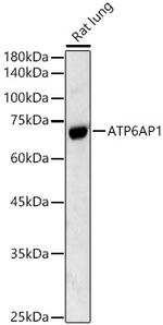 ATP6AP1 Polyclonal Antibody