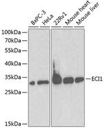 DCI Antibody in Western Blot (WB)