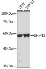 SHMT2 Polyclonal Antibody