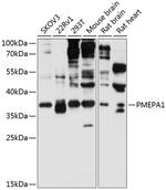 PMEPA1 Polyclonal Antibody