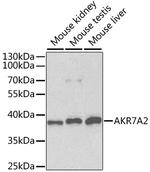 AKR7A2 Polyclonal Antibody