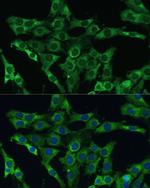 PLSCR3 Antibody in Immunocytochemistry (ICC/IF)