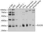 PLSCR3 Antibody in Western Blot (WB)