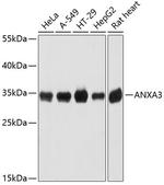 Annexin A3 Polyclonal Antibody