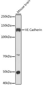 VE-cadherin Antibody in Western Blot (WB)