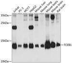 TCEB1 Polyclonal Antibody