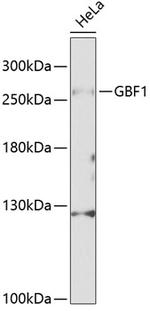GBF1 Polyclonal Antibody