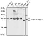 MAD2L2 Antibody in Western Blot (WB)