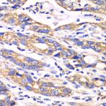 Thioredoxin 2 Antibody in Immunohistochemistry (Paraffin) (IHC (P))