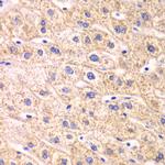 Thioredoxin 2 Antibody in Immunohistochemistry (Paraffin) (IHC (P))