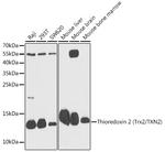 Thioredoxin 2 Antibody in Western Blot (WB)