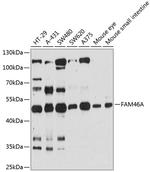 FAM46A Polyclonal Antibody