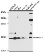 MRPL42 Polyclonal Antibody