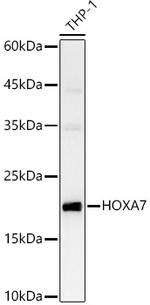 HOXA7 Polyclonal Antibody