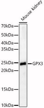 GPX3 Polyclonal Antibody